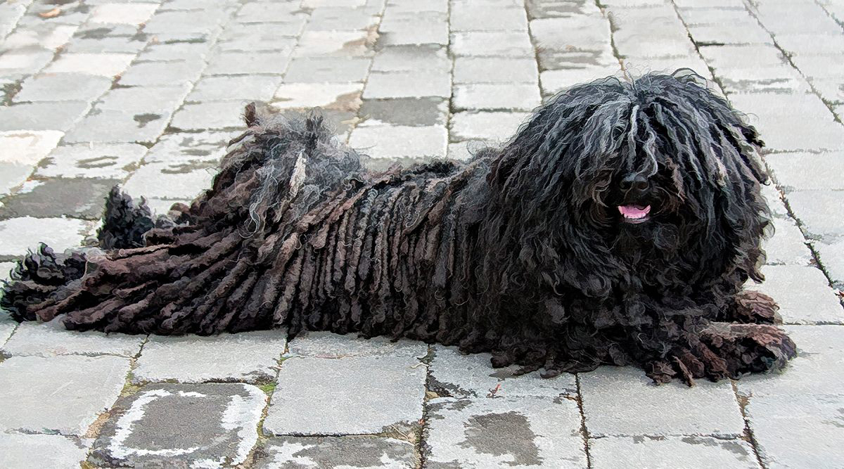 Dog laying down