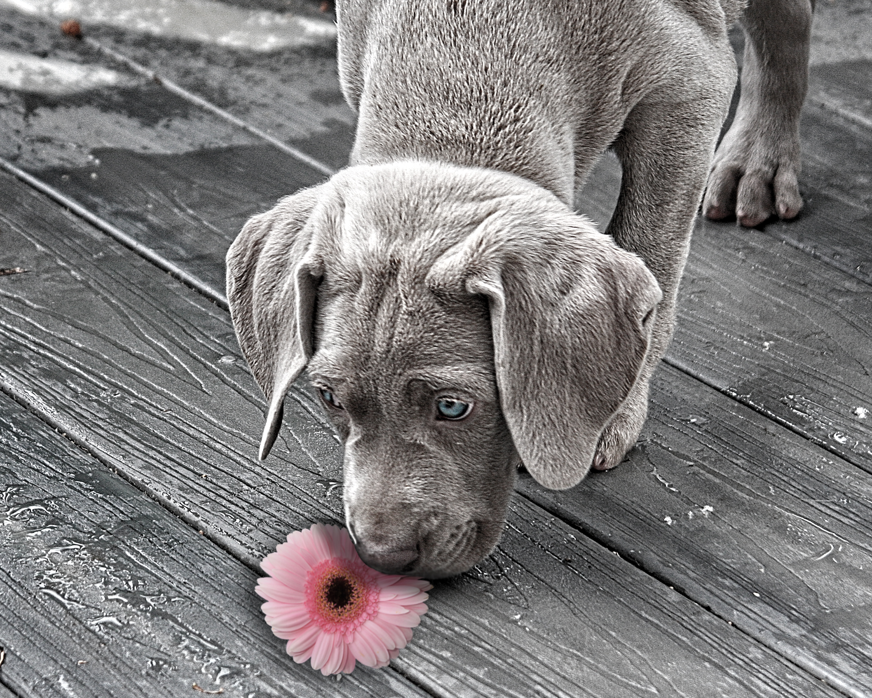 Dog smelling flower