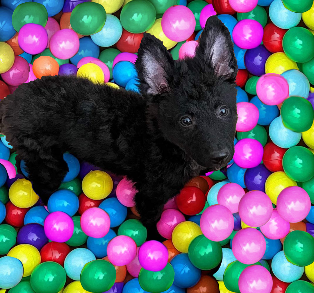 Puppy in ball pit