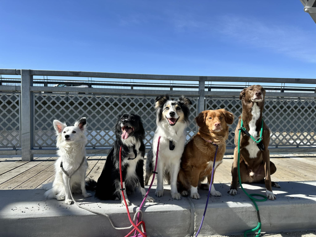 Five dogs sitting on a bridge