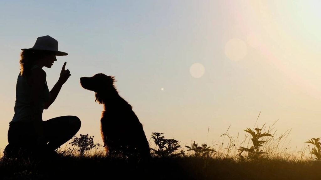 Dog and owner in field during sunset