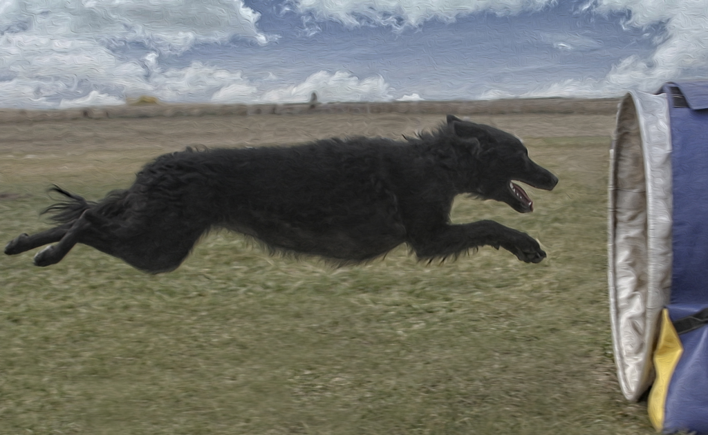 Dog running into tunnel