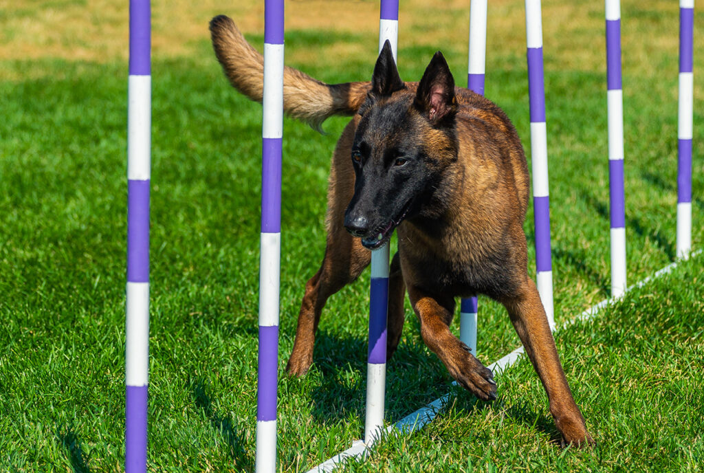 dog weaving through agility poles