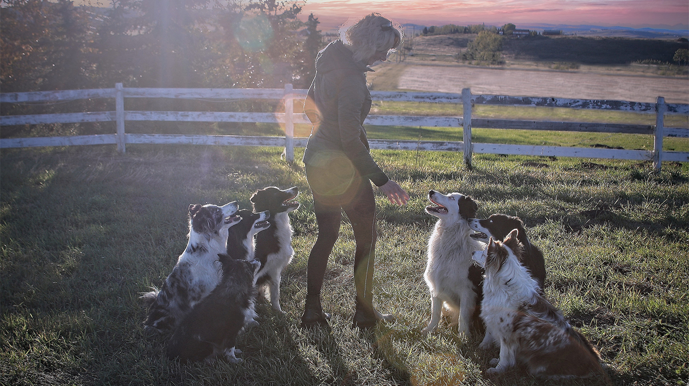 A woman standing in a field during sunset with her six border collies