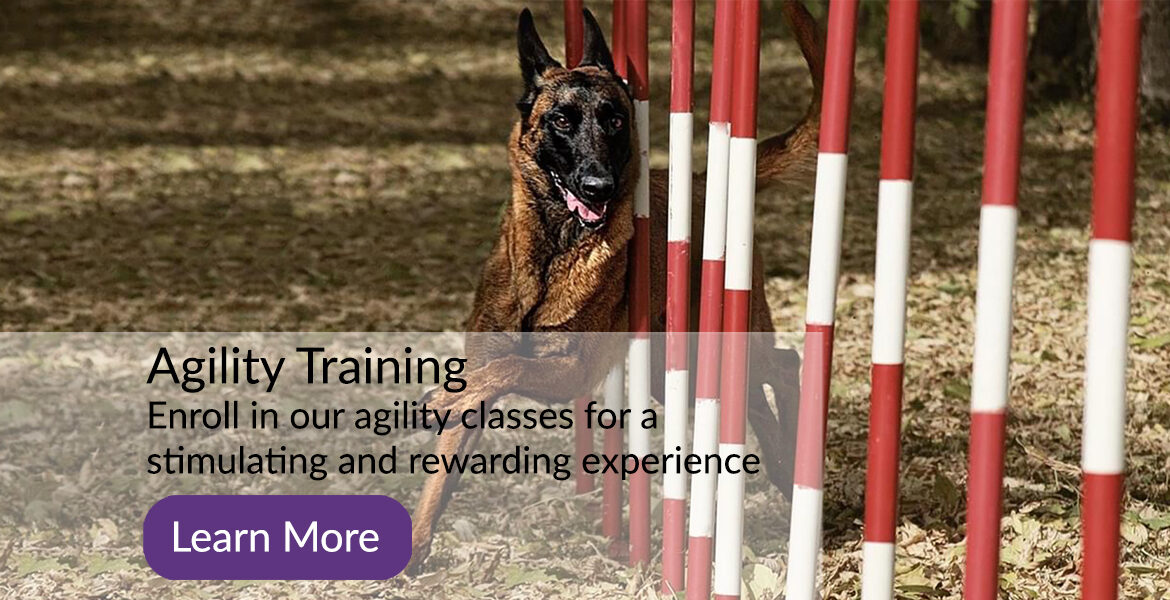 Marvel Dog Training Academy Agility Training in Calgary Alberta