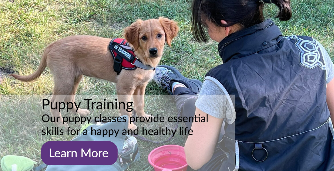 Marvel Dog Training Academy Puppy Classes in Calgary Alberta