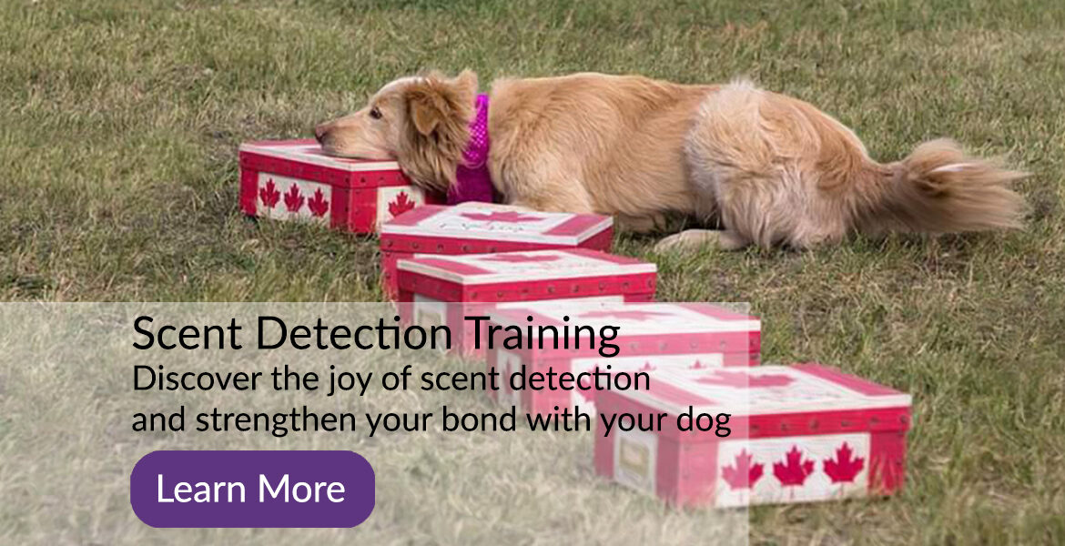 Marvel Dog Training Academy Scent Detection Classes in Calgary Alberta