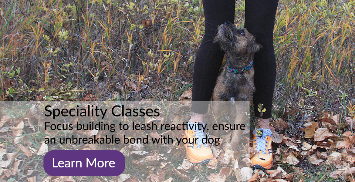 Marvel Dog Training Academy Speciality Classes in Calgary Alberta